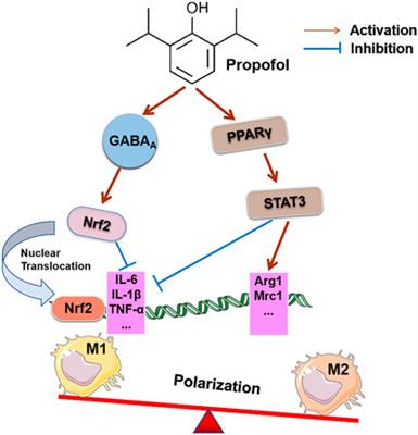 Effects of propofol on macrophage activation and function in diseases